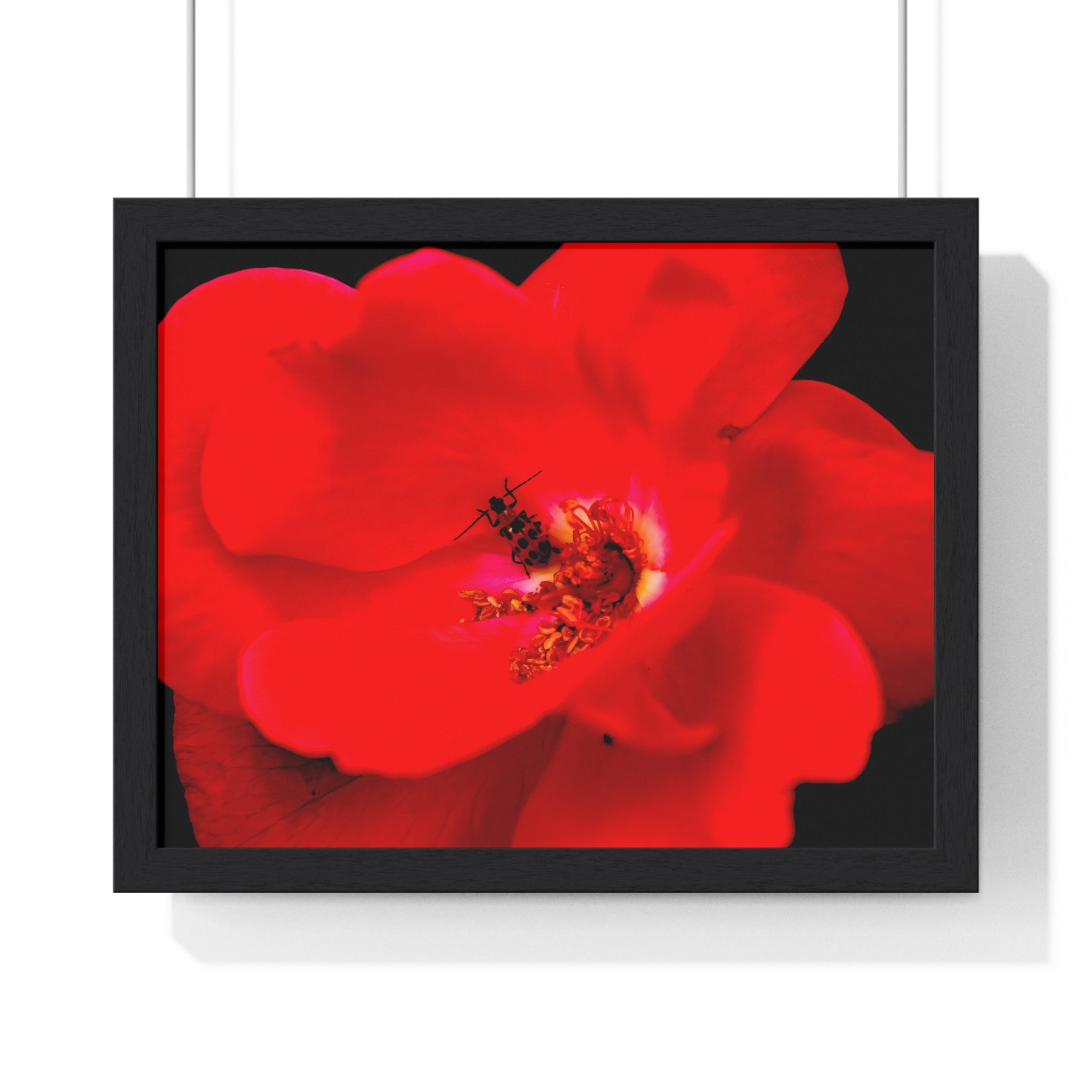 Framed Red Rose Wall Art Poster