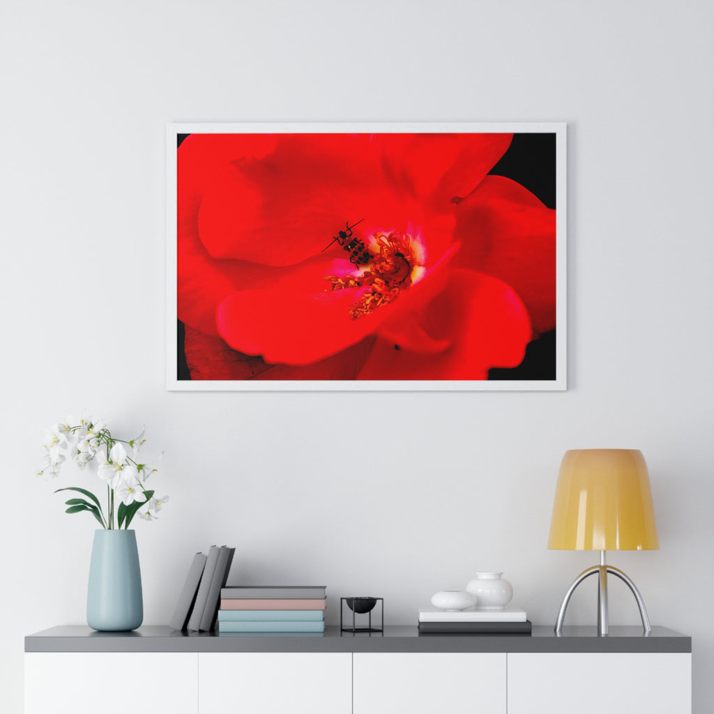 Framed Red Rose Wall Art Poster