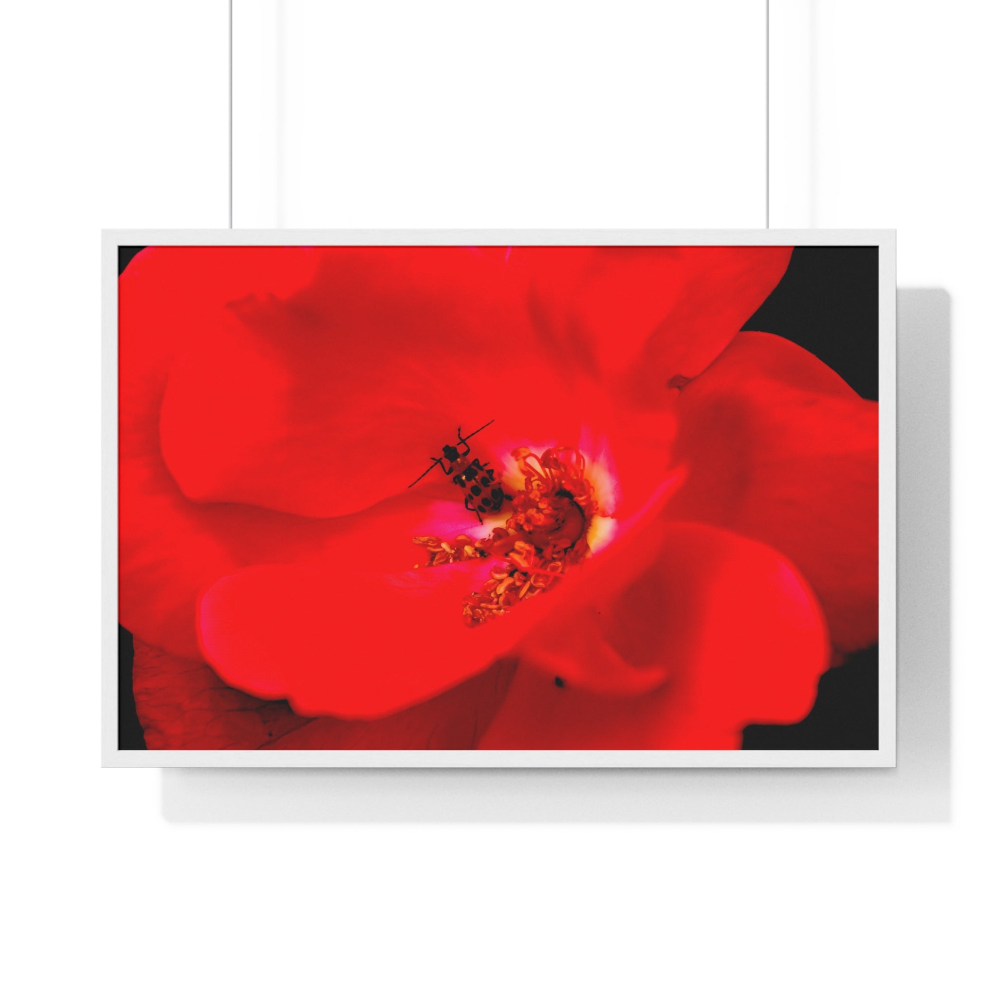 Framed Red Rose Wall Art Poster