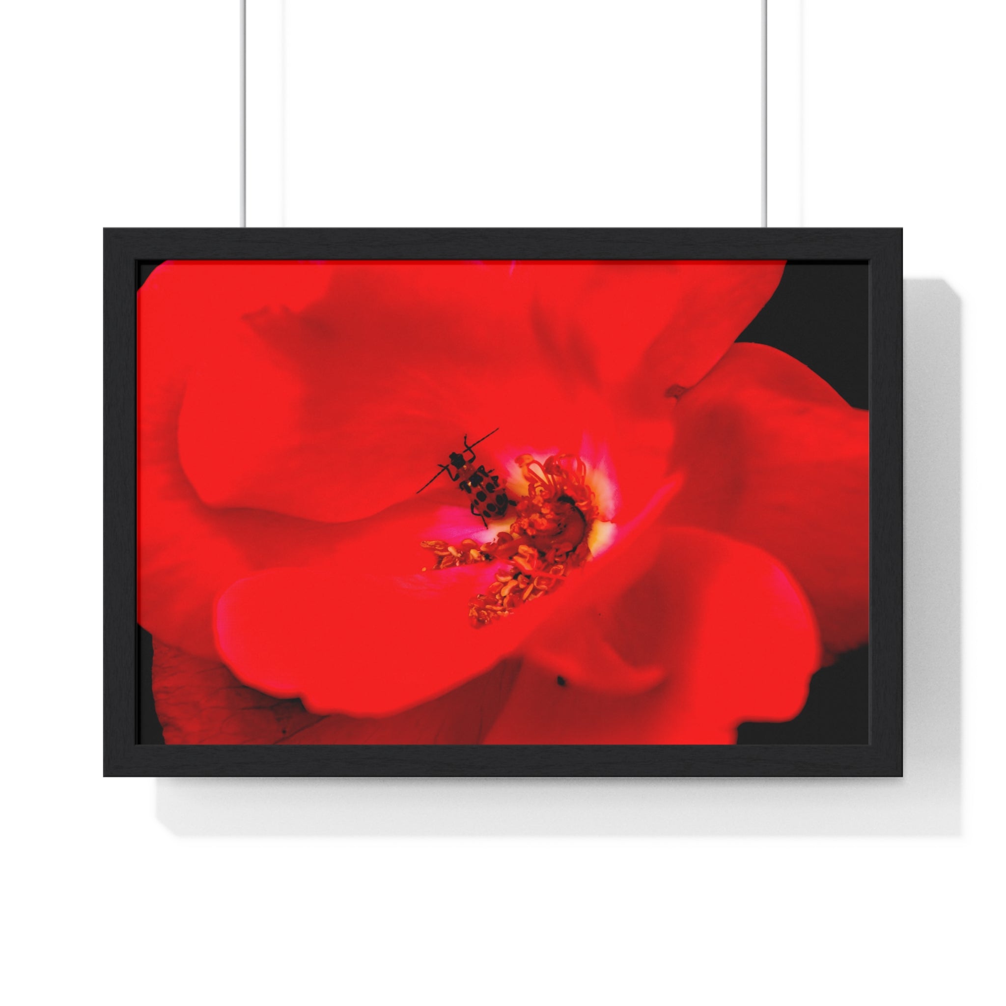 Framed Red Rose Wall Art Poster