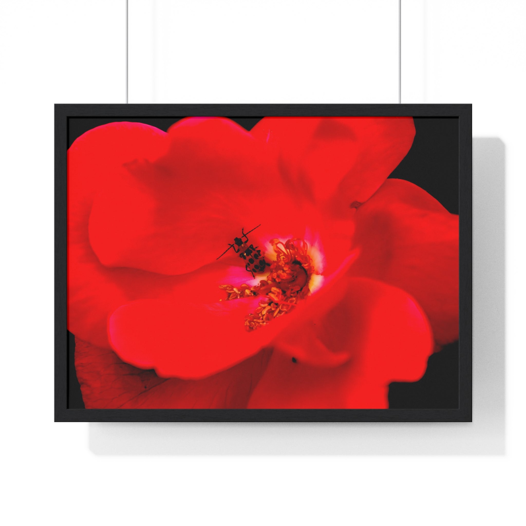 Framed Red Rose Wall Art Poster