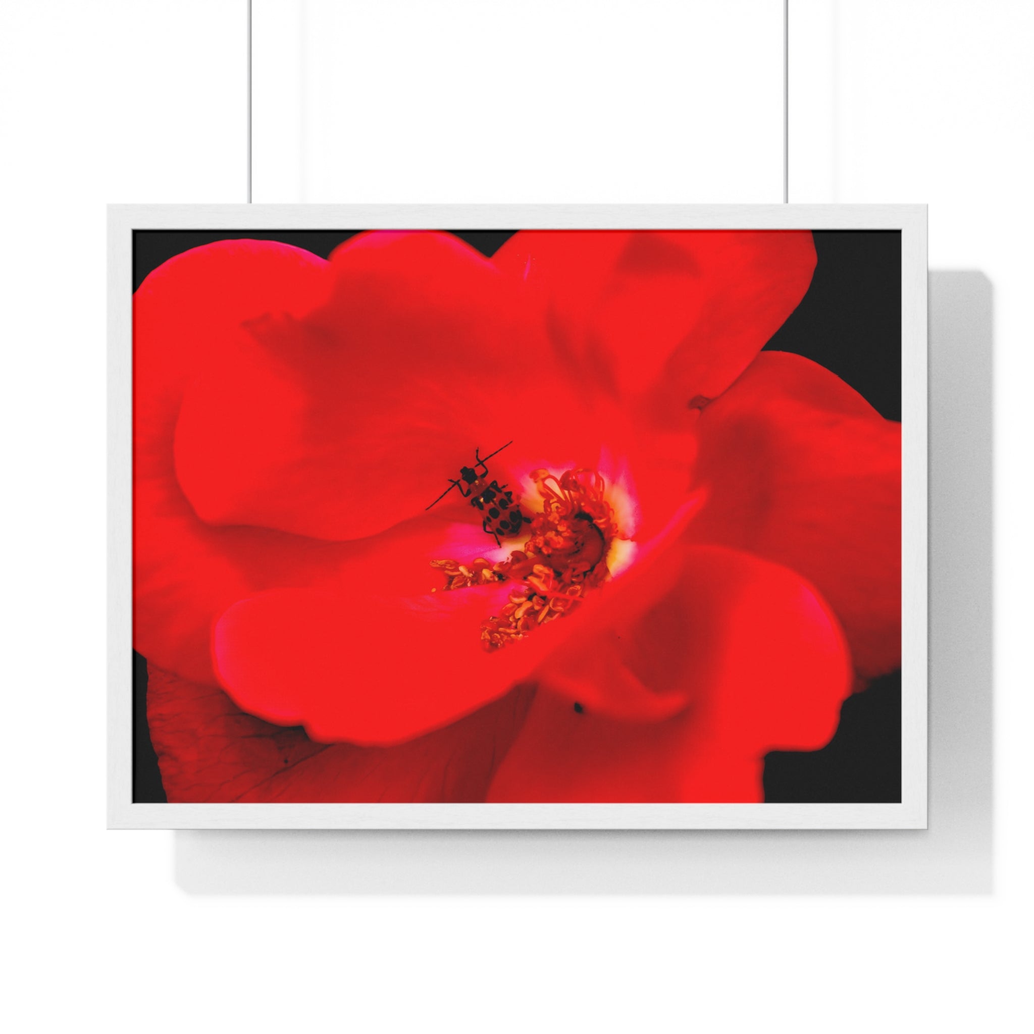 Framed Red Rose Wall Art Poster