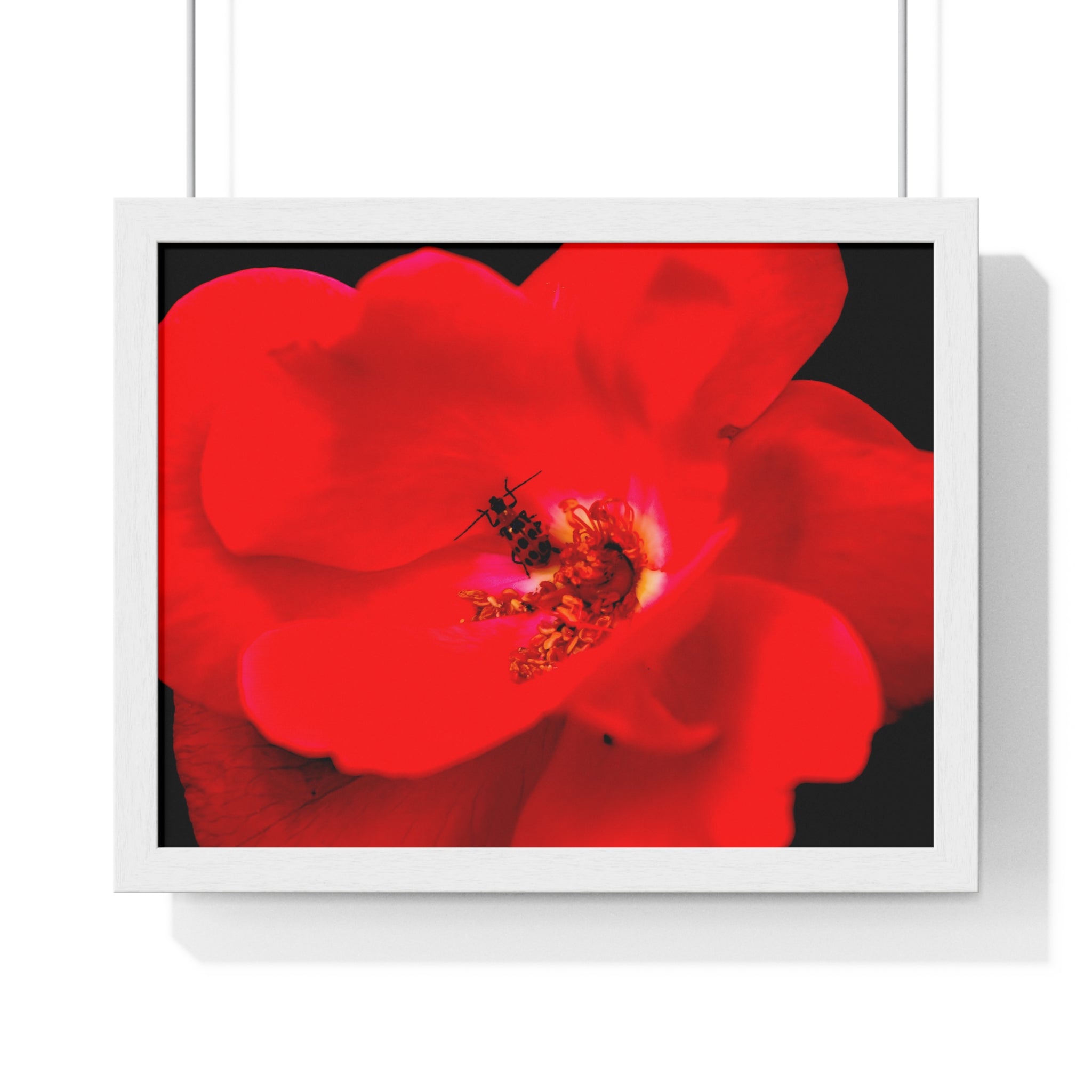 Framed Red Rose Wall Art Poster