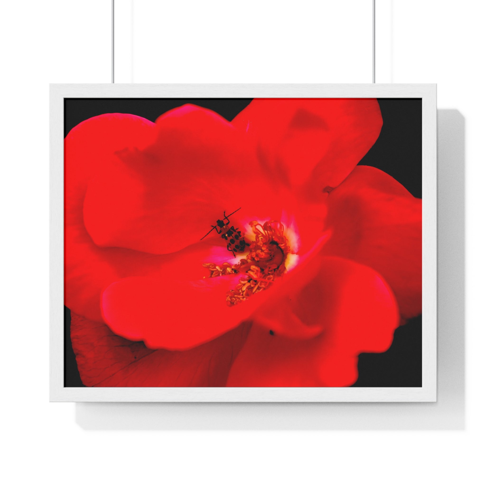 Framed Red Rose Wall Art Poster