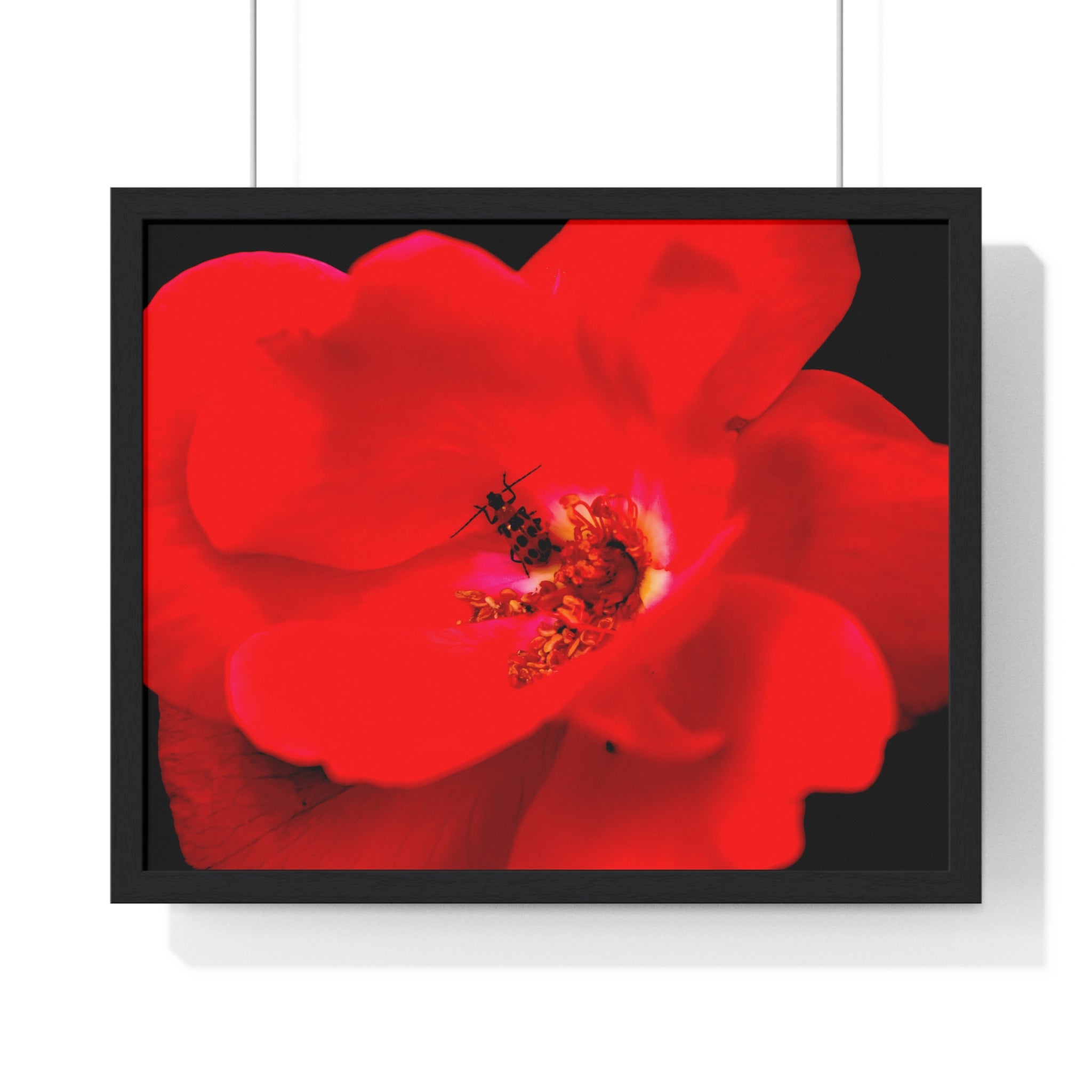 Framed Red Rose Wall Art Poster
