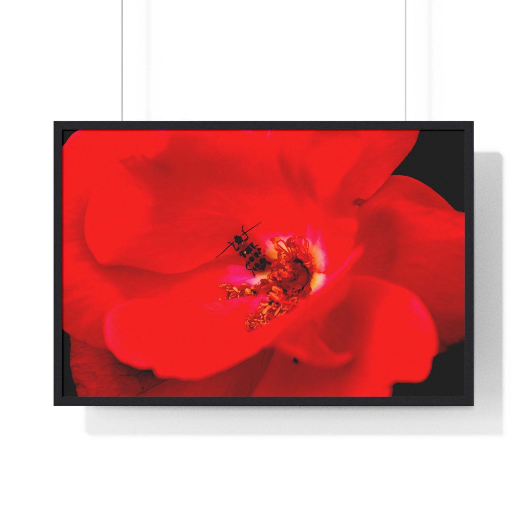 Framed Red Rose Wall Art Poster