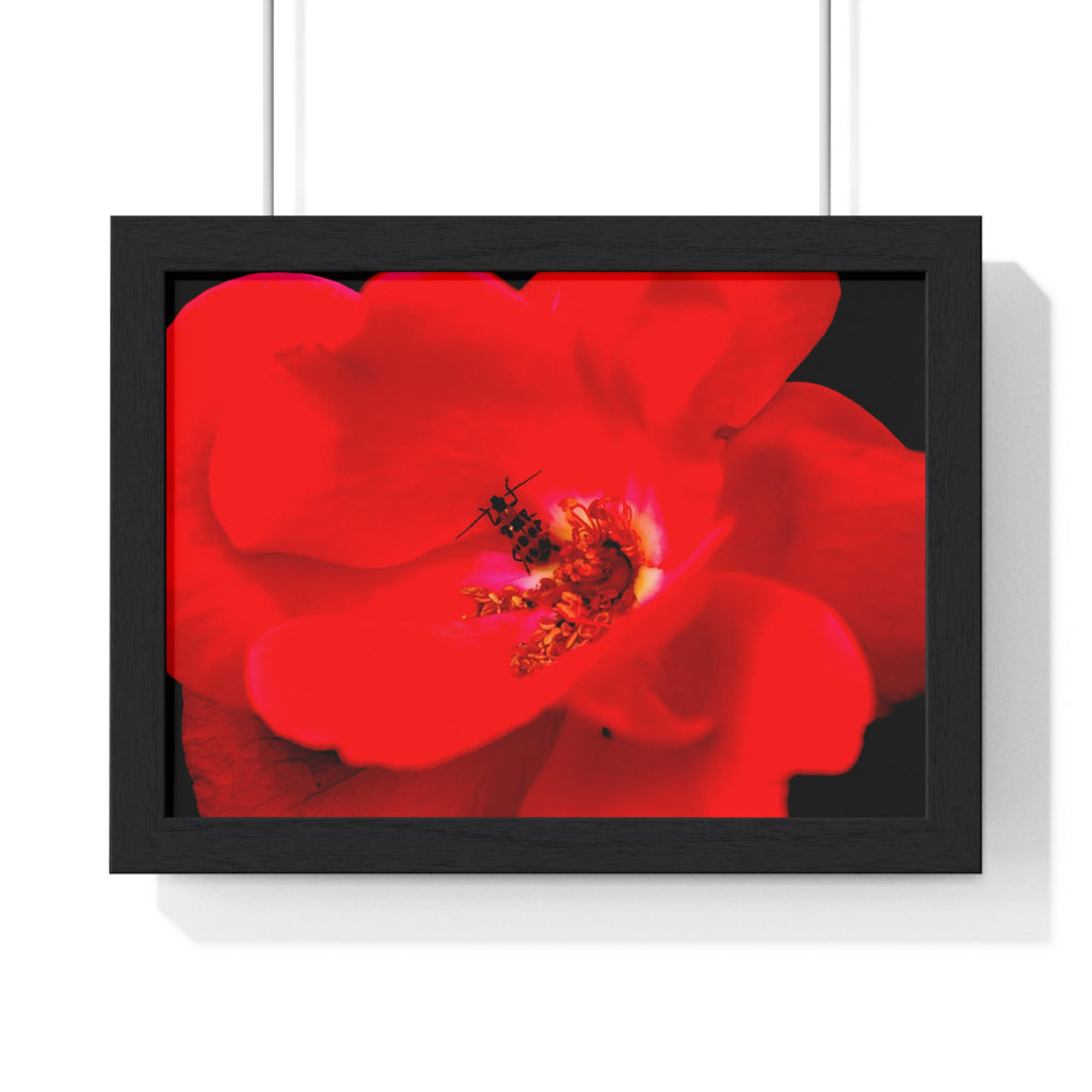 Framed Red Rose Wall Art Poster