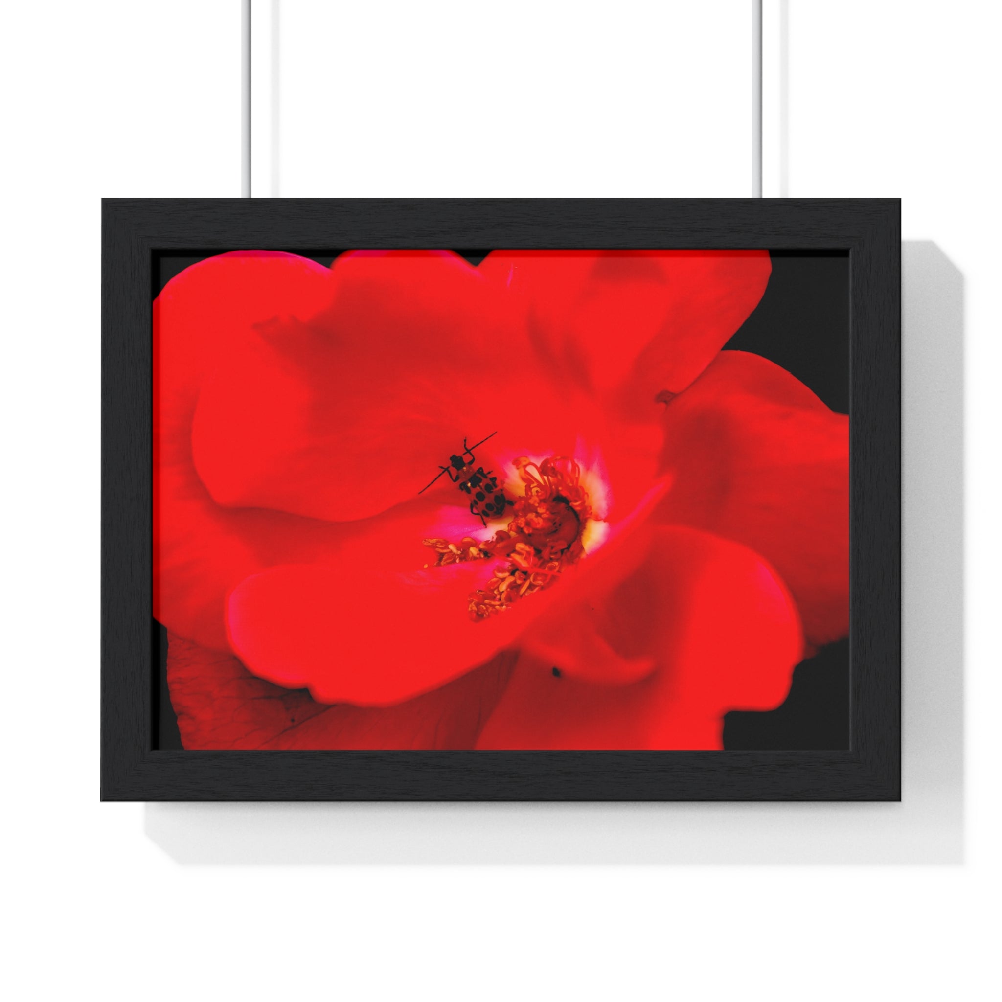 Framed Red Rose Wall Art Poster