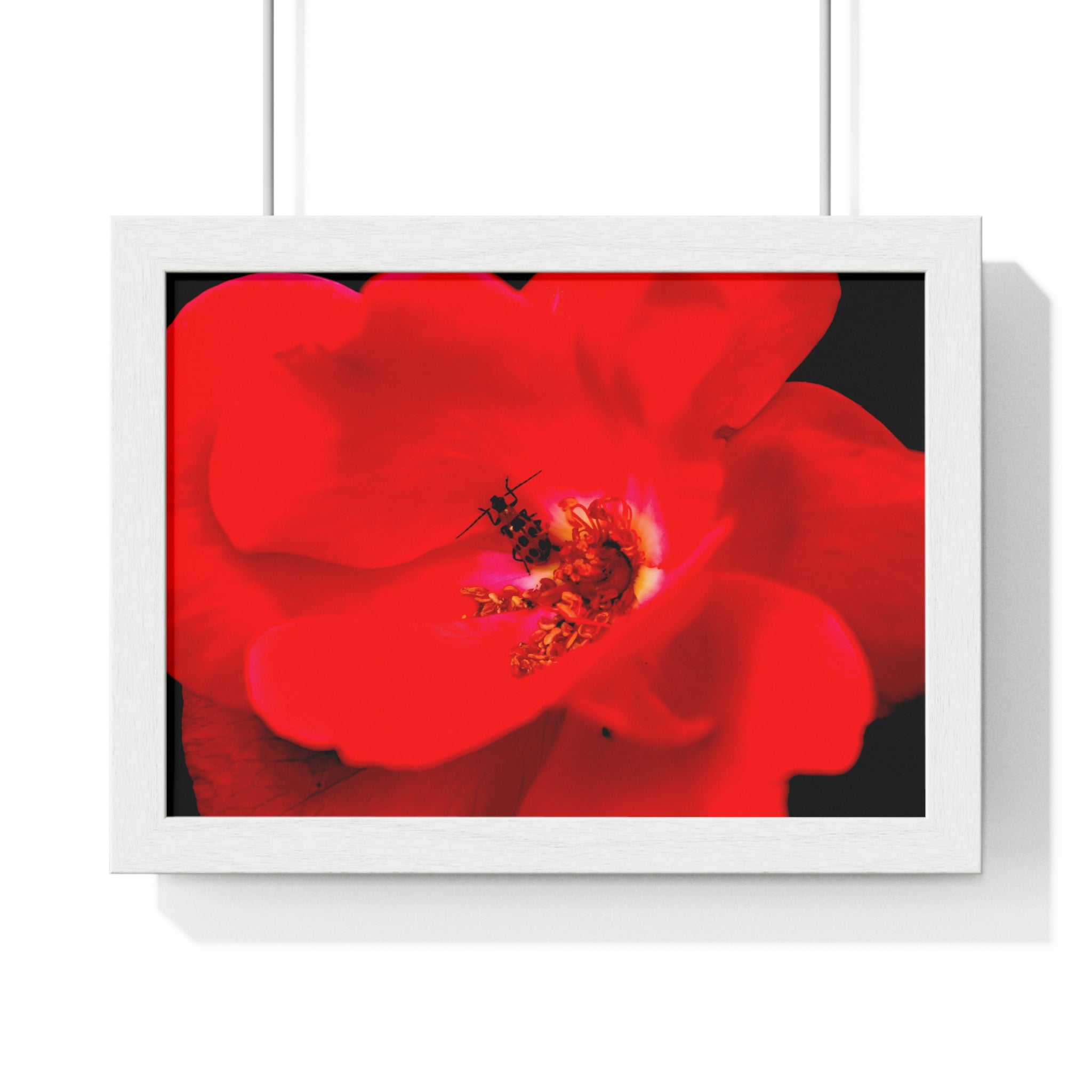 Framed Red Rose Wall Art Poster